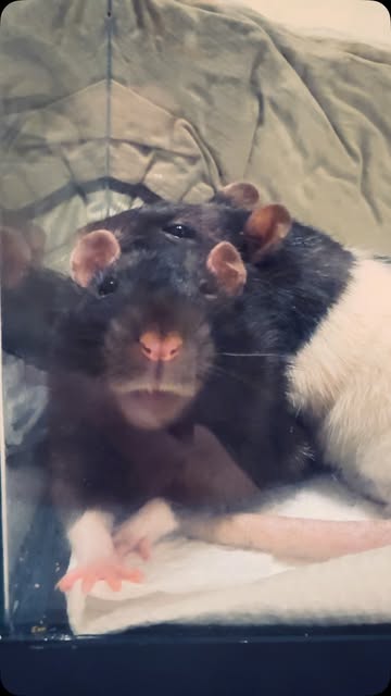Happy-Tail Update